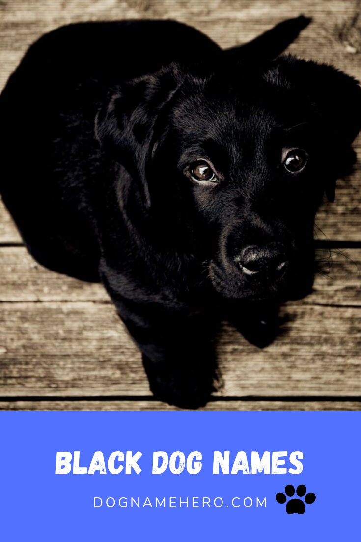 Boy Dog Names: 260 Names for Male Dogs