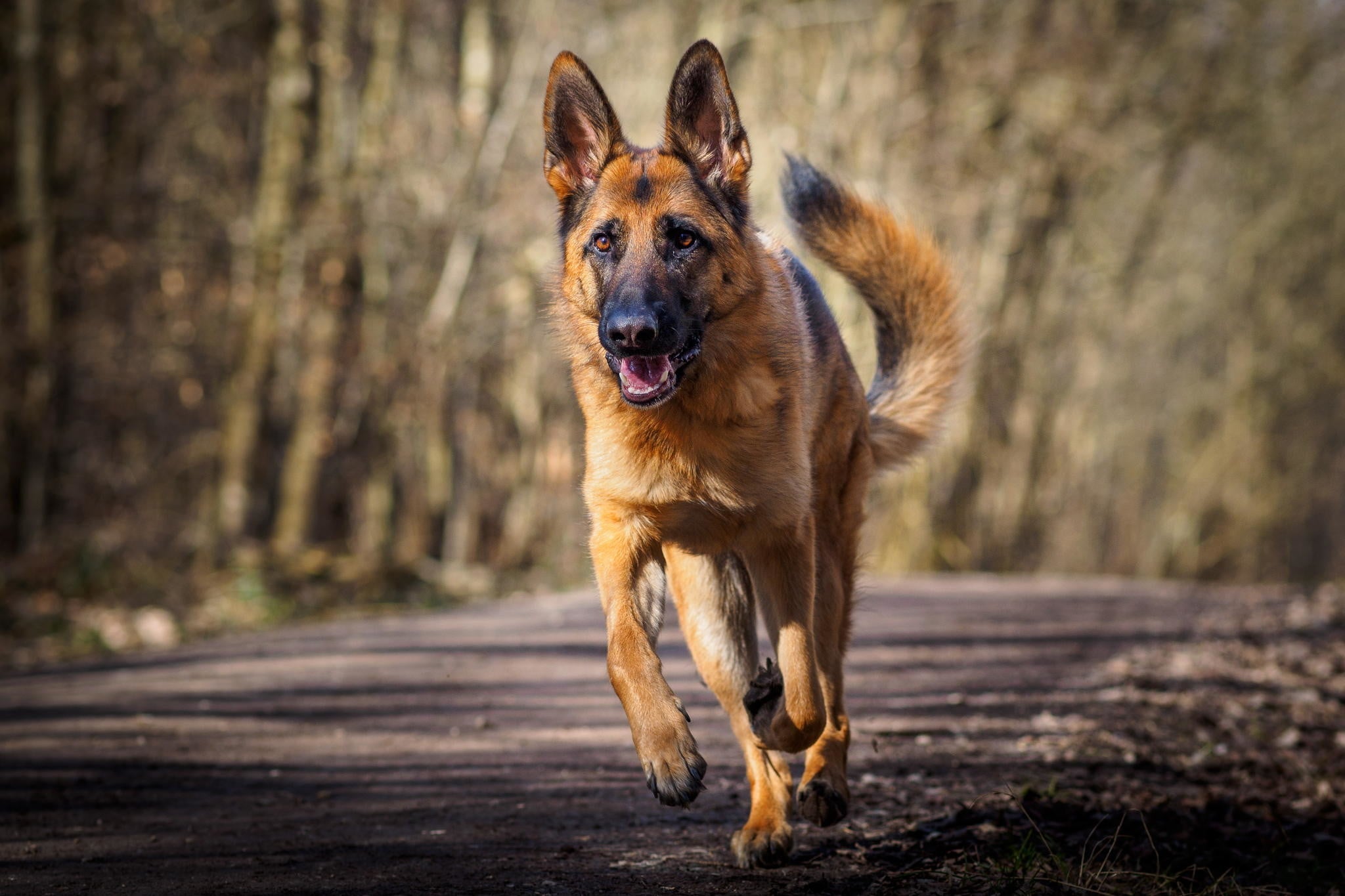 German Dog Names Male Female Dog Name Hero