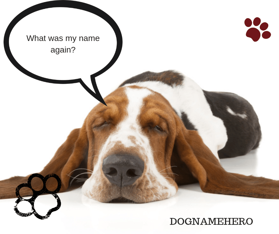 best-french-dog-names-dog-name-hero