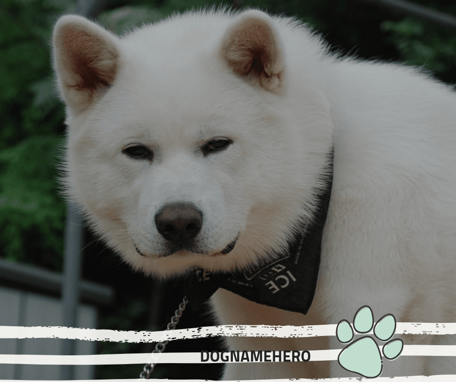 90 Japanese Dog Names With Meanings Dog Name Hero