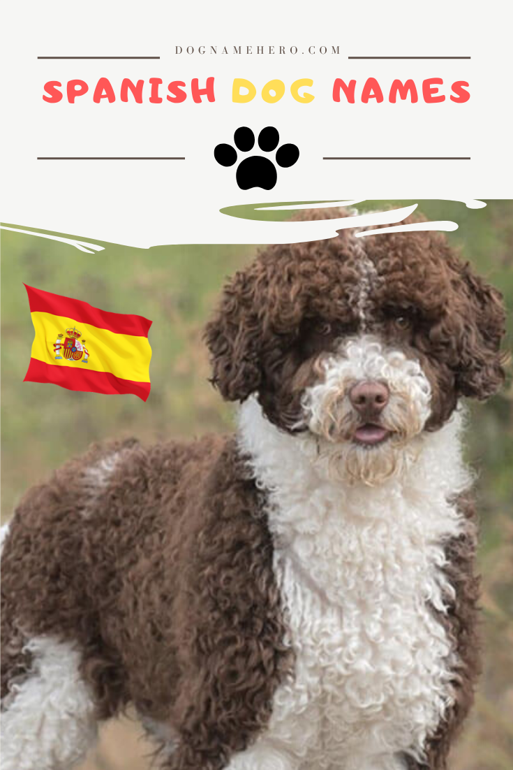 110+ Spanish Dog Names That Are Muy Suave - DodoWell - The Dodo