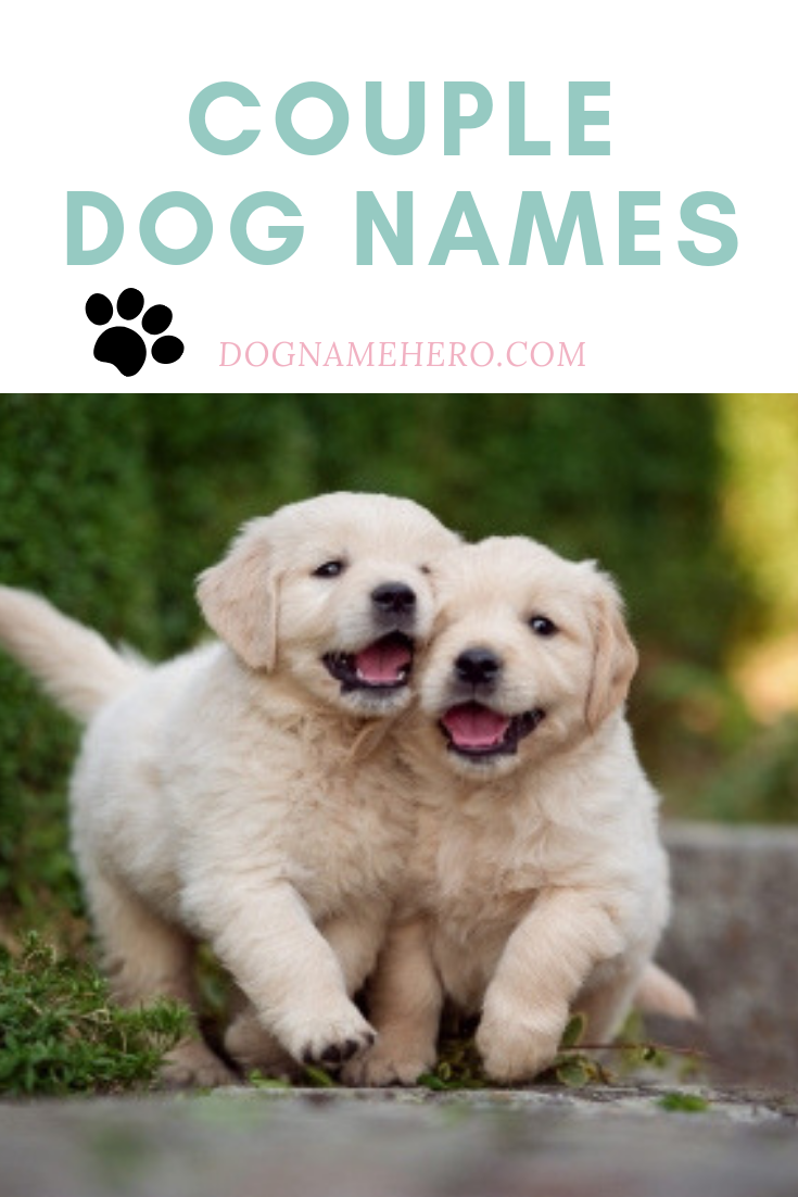 top-100-dog-names-dog-name-hero