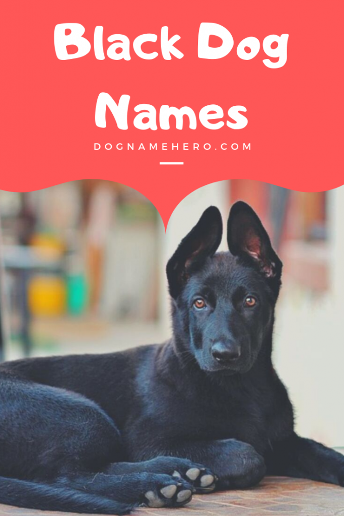 Best Black Dog Names - 170+ Names For Black Puppies - Dog Name Hero