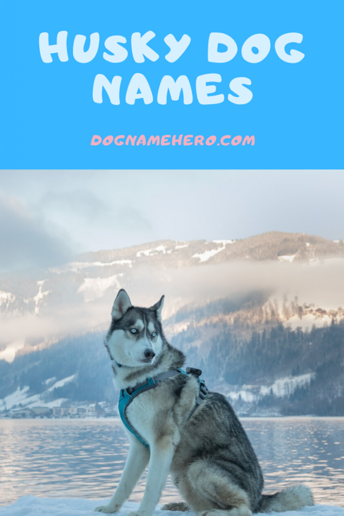 Husky Names - 160 Best Dog Names For Huskies [Infographic]