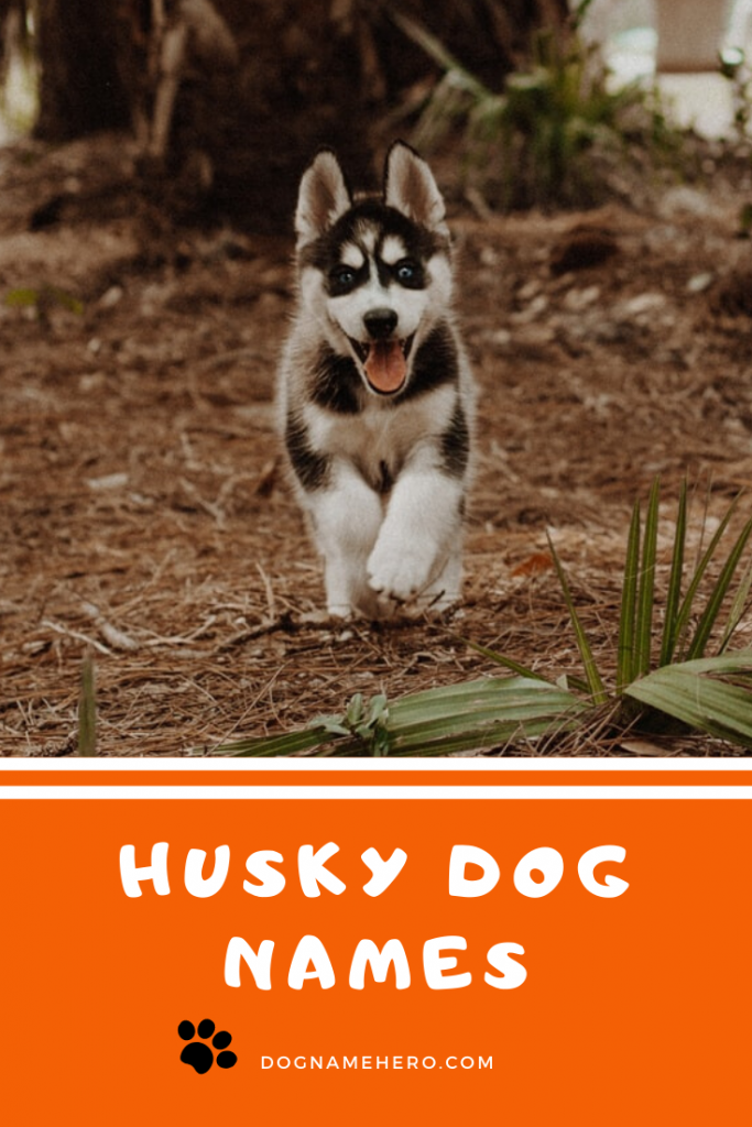 Husky Names - 130 Best Dog Names for Huskies [Infographic]