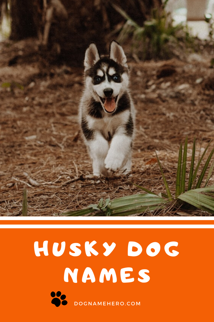 Husky Names 130 Best Dog Names for Huskies [Infographic]