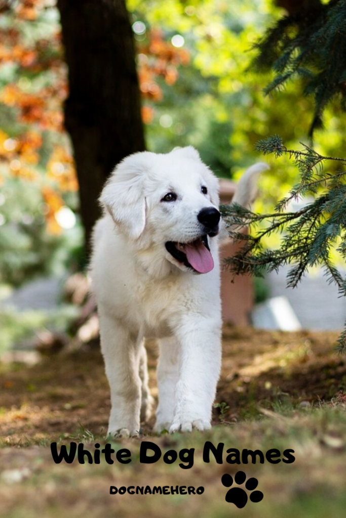 100+ Perfect Names For White Dogs - White Dog Names 2021