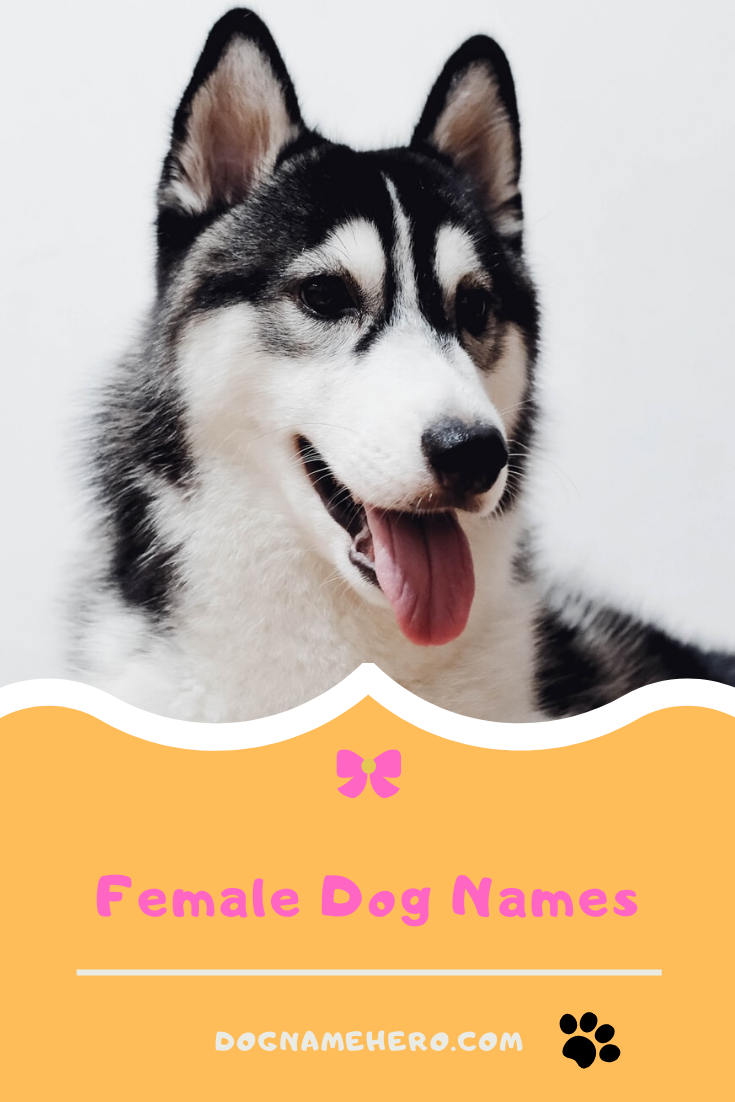 Female Dog Names 190 Girl Dog Names Dog Name Hero