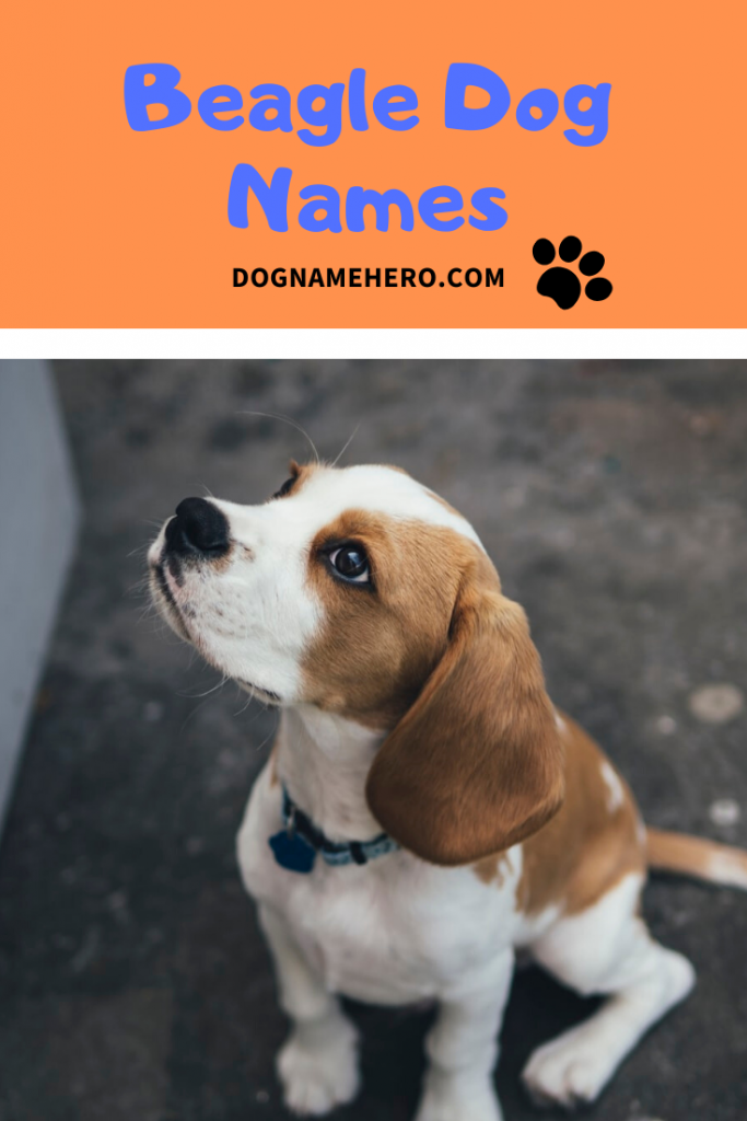 420+ Best Beagle Names You Will Absolutely Love