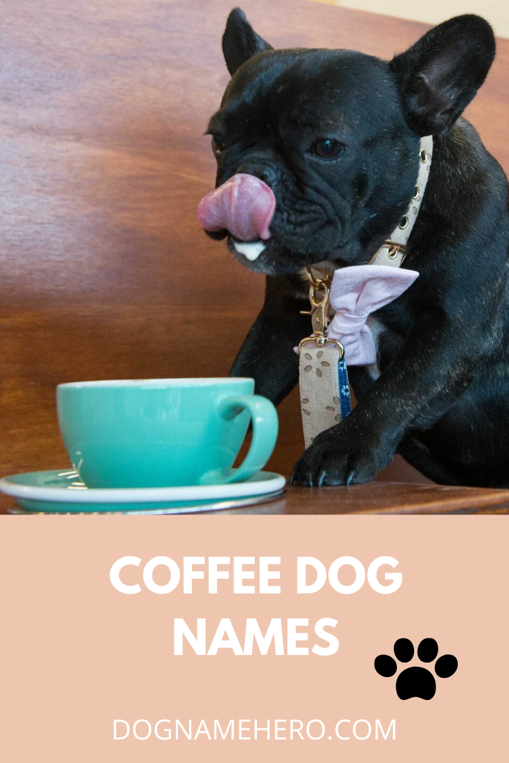 Cute Dog Coffee Names