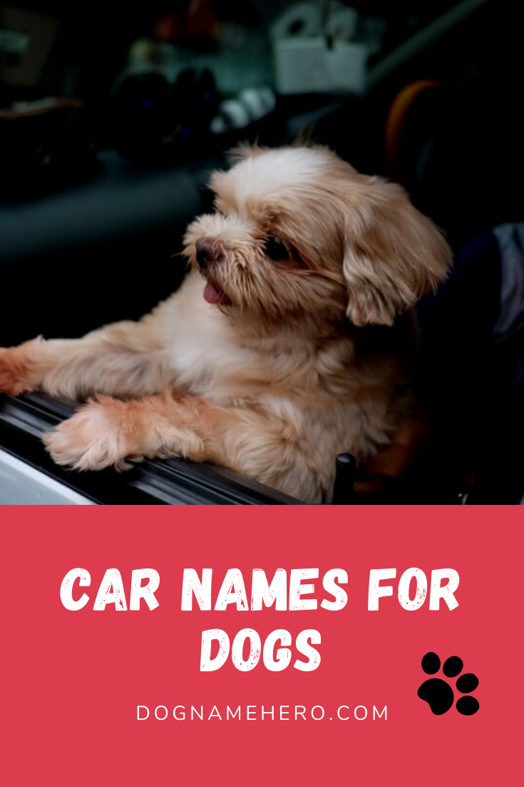 255 Car Names For Dogs Mechanical Car Related Dog Names