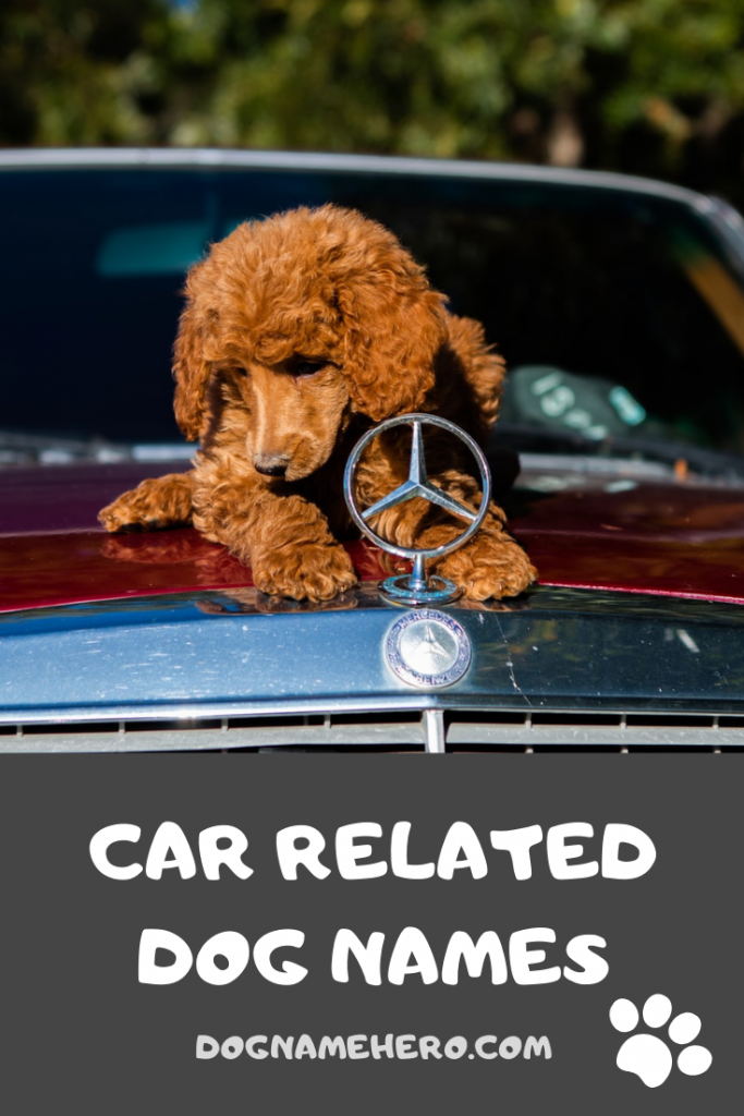 255-car-names-for-dogs-mechanical-car-related-dog-names