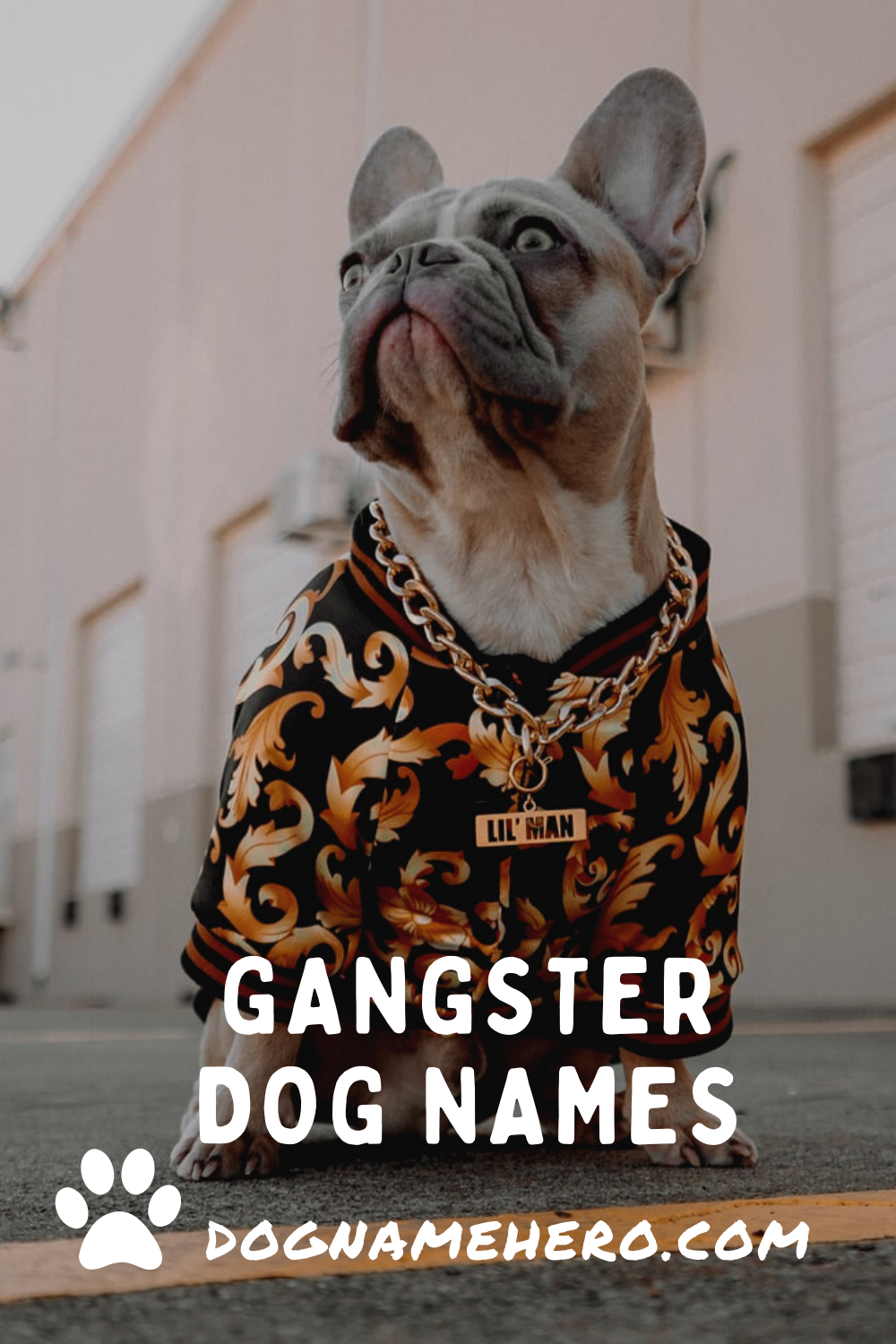 260 Gangster Dog Names For Badass Strong Puppies 2023 Dog Name Hero